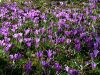 Filename=161_03_02be_zafran_pomladanski_Crocus_vernus_2015_03190009a.jpg
Filesize=474KB
Dimensions=900x675
Date added=Nov 15, 2020 161_03_02be_zafran_pomladanski_Crocus_vernus_2015_03190009a.jpg
