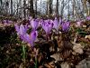 Filename=161_03_02bf_zafran_pomladanski_Crocus_vernusf_2009_03080061a.jpg
Filesize=344KB
Dimensions=900x675
Date added=Nov 15, 2020 161_03_02bf_zafran_pomladanski_Crocus_vernusf_2009_03080061a.jpg
