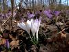 Filename=161_03_02bg_zafran_pomladanski_Crocus_vernus_2009_03080063a.jpg
Filesize=274KB
Dimensions=900x675
Date added=Nov 15, 2020 161_03_02bg_zafran_pomladanski_Crocus_vernus_2009_03080063a.jpg