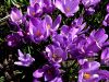Filename=161_03_02bh_zafran_pomladanski_Crocus_vernus_2015_03190013a.jpg
Filesize=297KB
Dimensions=900x675
Date added=Nov 15, 2020 161_03_02bh_zafran_pomladanski_Crocus_vernus_2015_03190013a.jpg