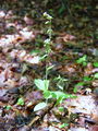 162_04_06ba_pontska_mocvirnica_Epipactis_pontica.jpg