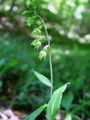 162_04_06bb_pontska_mocvirnica_Epipactis_pontica_DSC03296a.jpg