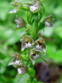 162_04_07bd_Nordenova_mocvirnica_Epipactis_nordeniorum_DSC03379a.jpg