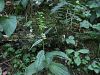162_04_11bcb_mocvirnica_prezrta_Epipactis_leptochila_subsp__neglecta_IMG_2486a.jpg