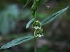 162_04_11bcc_mocvirnica_prezrta_Epipactis_leptochila_subsp__neglecta_IMG_2433a.jpg