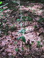162_04_12ba_mocvirnica_Voethijeva_Epipactis_voethii_2009_07310015.jpg