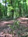 162_04_12bb_mocvirnica_Voethijeva_Epipactis_voethii_2009_08010008.jpg