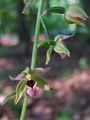 162_04_12bc_mocvirnica_Voethijeva_Epipactis_voethii_2009_08010004.jpg