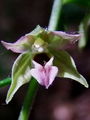 162_04_12bd_mocvirnica_Voethova_Epipactis_voethii_2009_07310016.jpg