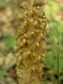 Filename=162_06_01bb_rjava_gnezdovnica_Neottia_nudis-avis_DSC09365.jpg
Filesize=115KB
Dimensions=675x900
Date added=Jan 27, 2009 162_06_01bb_rjava_gnezdovnica_Neottia_nudis-avis_DSC09365.jpg