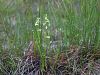 Filename=162_08_01cb_skrbica_poletna_Spiranthes_aestivalis_IMG_2270a.jpg
Filesize=279KB
Dimensions=900x675
Date added=Sep 14, 2015 162_08_01cb_skrbica_poletna_Spiranthes_aestivalis_IMG_2270a.jpg
