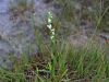 Filename=162_08_01cc_skrbica_poletna_Spiranthes_aestivalis_IMG_2267a.jpg
Filesize=189KB
Dimensions=900x675
Date added=Sep 14, 2015 162_08_01cc_skrbica_poletna_Spiranthes_aestivalis_IMG_2267a.jpg