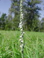 Filename=162_08_02bc_zavita_skrbica_Spiranthes_spiralis_DSC02105.jpg
Filesize=153KB
Dimensions=675x900
Date added=Jan 26, 2009 162_08_02bc_zavita_skrbica_Spiranthes_spiralis_DSC02105.jpg