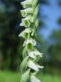 Filename=162_08_02bd_zavita_skrbica_Spiranthes_spiralis_DSC02117.jpg
Filesize=148KB
Dimensions=675x900
Date added=Jan 26, 2009 162_08_02bd_zavita_skrbica_Spiranthes_spiralis_DSC02117.jpg