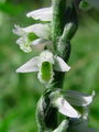 Filename=162_08_02be_zavita_skrbica_Spiranthes_spiralis_DSC02112.jpg
Filesize=149KB
Dimensions=675x900
Date added=Jan 26, 2009 162_08_02be_zavita_skrbica_Spiranthes_spiralis_DSC02112.jpg