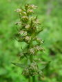 Filename=162_09_01bb_zelen_volcji_jezik_Coeloglossum_viride_DSC02191.jpg
Filesize=115KB
Dimensions=675x900
Date added=Jan 26, 2009 162_09_01bb_zelen_volcji_jezik_Coeloglossum_viride_DSC02191.jpg