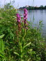 162_10_03aa_prstasta_kukavica_majska_2010_05260002aa.jpg