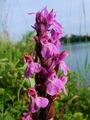 162_10_03ac_prstasta_kukavica_majska_2010_05260004b.jpg