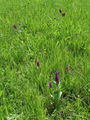 162_10_03ba_majska_prstasta_kukavica_Dactylorhiza_majalis_DSC00037.jpg