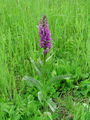 162_10_03bb_majska_prstasta_kukavica_Dactylorhiza_majalis_DSC00341.jpg
