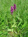 162_10_03bc_majska_prstasta_kukavica_Dactylorhiza_majalisDSC00006.jpg