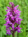 162_10_03bd_majska_prstasta_kukavica_Dactylorhiza_majalis_DSC00341.jpg