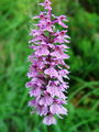 162_10_06bc_Fuchova_prstasta_kukavica_Dactylorhiza_fuchsii_DSC00576.jpg