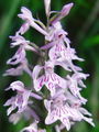 162_10_06bd_Fuchsova_prstasta_kukavica_Dactylorhiza_fuchsii_DSC00577.jpg