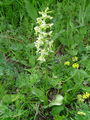 162_14_02ba_zelenkasti_vimenjak_Platanthera_chlorantha_DSC00174.jpg