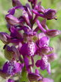 162_16_04ad_kukavica_navadna_Orchis_morio_DSC002.jpg