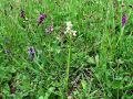 162_16_04bf_Kukavica_navadna_Orchis_morio_2009_05010029.jpg