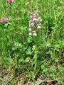 162_16_04bg_Kukavica_navadna_Orchis_morio_2009_05010026.jpg