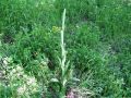 162_17_01ba_smrdljiva_kukavica_jadranska_2014_05050012.jpg