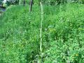 162_17_01bb_Smrdljiva_kukavica_jadranska_2014_05190008.jpg