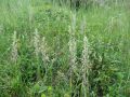 162_17_01bf_Smrdljiva_kukavica_jadranska_2014_05260023.jpg