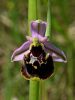 162_18_06aah_macje_uho_cmrljeliko_Ophrys_holosericea_subsp__holosericea_IMG_3718a.jpg