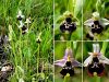 162_18_06aai_macje_uho_cmrljeliko_Ophrys_holosericea_subsp__holosericea_a.jpg
