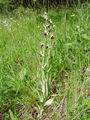 Filename=162_18_06aba_cmrljeliko_macje_uho_Ophrys_holosericea_subsp__holosericea.jpg
Filesize=362KB
Dimensions=675x900
Date added=Jan 27, 2009 162_18_06aba_cmrljeliko_macje_uho_Ophrys_holosericea_subsp__holosericea.jpg