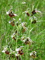 Filename=162_18_06abb_cmrljeliko_macje_uho_Ophrys_holosericea_subsp__holosericea_DSC09973.jpg
Filesize=203KB
Dimensions=675x900
Date added=Jan 27, 2009 162_18_06abb_cmrljeliko_macje_uho_Ophrys_holosericea_subsp__holosericea_DSC09973.jpg