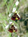 Filename=162_18_06abc_cmrljeliko_macje_uho_Ophrys_holosericea_subsp__holosericea.jpg
Filesize=131KB
Dimensions=675x900
Date added=Jan 27, 2009 162_18_06abc_cmrljeliko_macje_uho_Ophrys_holosericea_subsp__holosericea.jpg