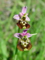 Filename=162_18_06abe_cmrljeliko_macje_uho_Ophrys_holosericea_subsp__holosericea.jpg
Filesize=113KB
Dimensions=675x900
Date added=Jan 27, 2009 162_18_06abe_cmrljeliko_macje_uho_Ophrys_holosericea_subsp__holosericea.jpg