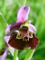 Filename=162_18_06abg_cmrljeliko_macje_uho_Ophrys_holosericea_subsp__holosericea.jpg
Filesize=140KB
Dimensions=675x900
Date added=Jan 27, 2009 162_18_06abg_cmrljeliko_macje_uho_Ophrys_holosericea_subsp__holosericea.jpg