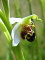 162_18_07af_macje_uho_cebeljeliko_Ophrys_apifera_af.jpg