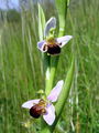 162_18_07ag_macje_uho_cebeljeliko_Ophrys_apifera_ag.jpg