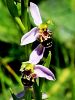 162_18_07ak_macje_uho_cebeljeliko_Ophrys_apifera_IMG_0616a.jpg