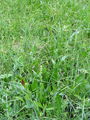 162_22_01ba_grban_gomoljasti_2009_07090028.jpg