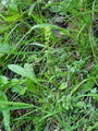 162_22_01bb_gomoljasti_grban_Herminium_monorchis_DSC02691.jpg