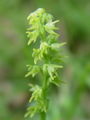 162_22_01bd_gomoljasti_grban_Herminium_monorchis_DSC02682.jpg