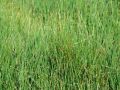 164_06_01bb_Mavcek_rusnati_Trichophorum_cespitosum_2012_06300114.jpg