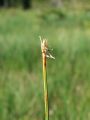 164_06_01bd_Mavcek_rusnati_Trichophorum_cespitosum_2012_06300113.jpg